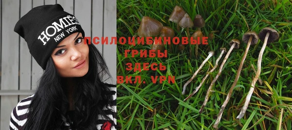 прущие грибы Мегион